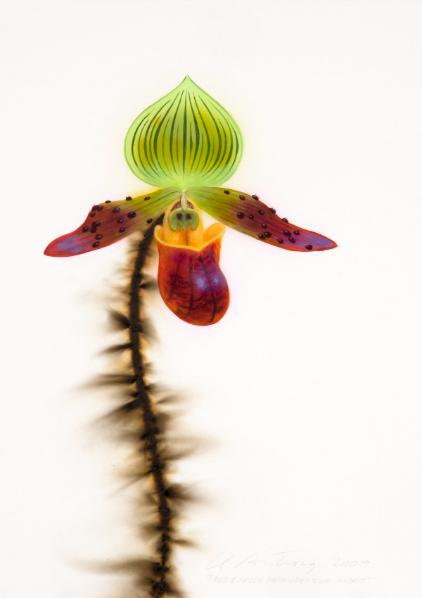 Red and Green Pahphiopedilum Hybrid